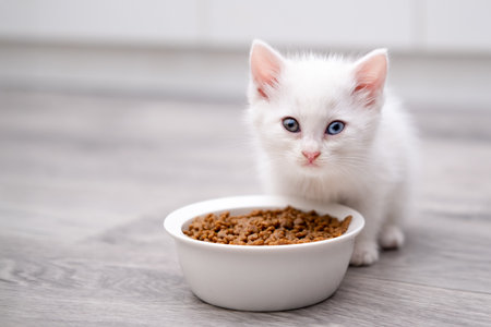 Cute white kitten eats from a bowl on a light background.の写真素材