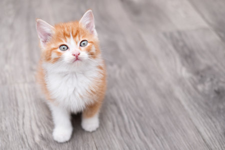 Cute red kitten on a light background.の写真素材