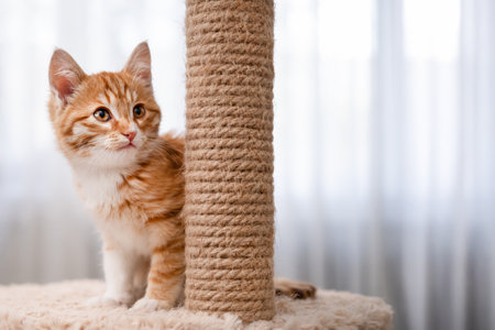 Cute red kitten on a light background.の写真素材