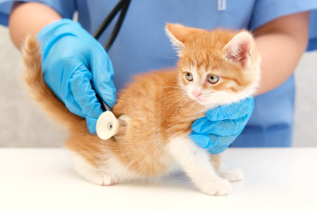veterinarian listening with stethoscope.の写真素材