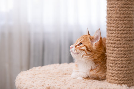 Cute red kitten on a light background.の写真素材
