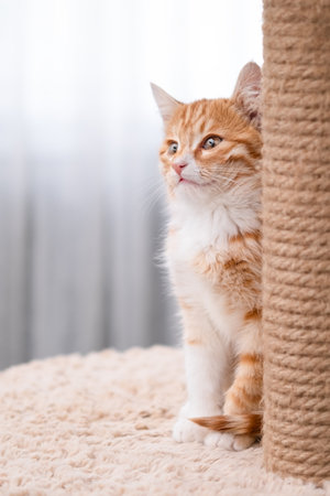 Cute red kitten on a light background.の写真素材