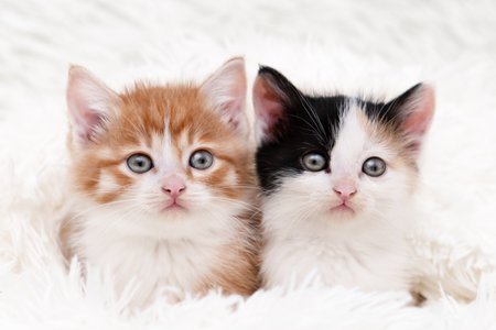 Cute red kitten on a light background.の写真素材