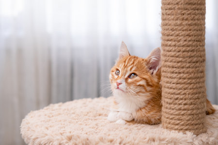 Cute red kitten on a light background.の写真素材