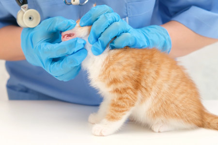 veterinarian examining the teeth of a small kitten.の写真素材