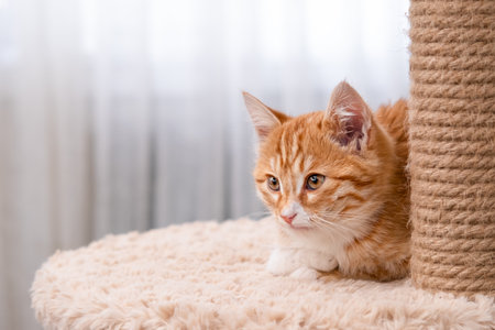 Cute red kitten on a light background.の写真素材
