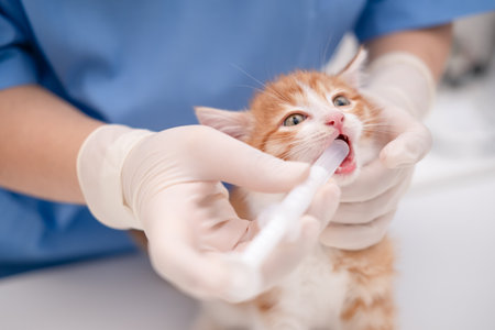 veterinarian examining the teeth of a small kitten.の写真素材