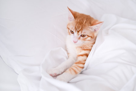 Red kitten lying in a white bed.の写真素材