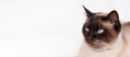 Siamese Cat Portrait on White Background, Banner.