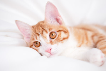 cute red and white kitten lies on a white blanket.の写真素材