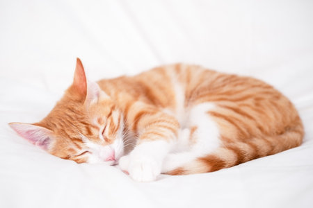 cute red and white kitten lies on a white blanket.の写真素材