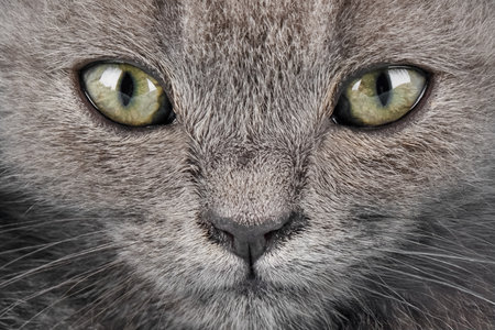 Close-up portrait of a yellow-eyed cat.の写真素材