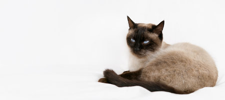 Siamese Cat Portrait on White Background.の写真素材