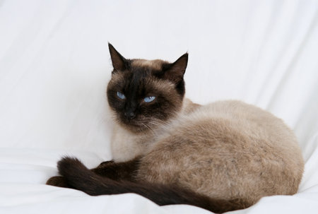 Siamese Cat Portrait on White Background.の写真素材