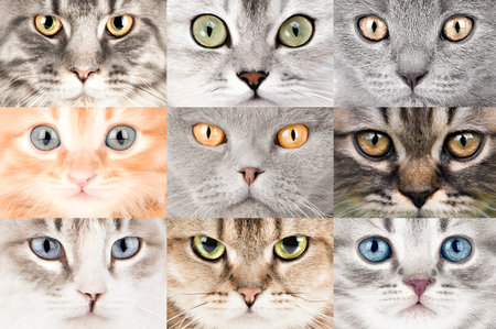 set of different cat eyes close up.の写真素材