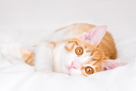 cute red and white kitten lies on a white blanket.の写真素材