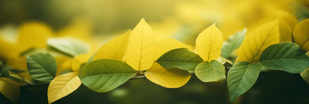 Background Autumn Colored Leaves.の写真素材