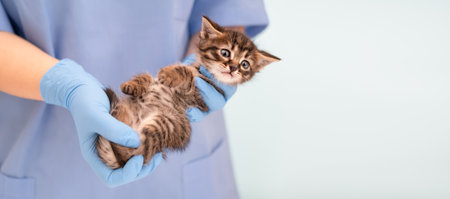 Veterinarians hands in blue gloves holding kitten
