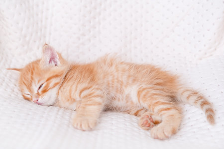 Cute red kitten on a light background.の写真素材