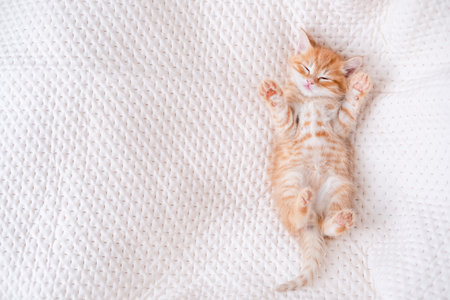 Cute red kitten on a light background.の写真素材