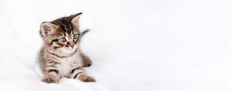 Cute brown kitten on a light background.の写真素材
