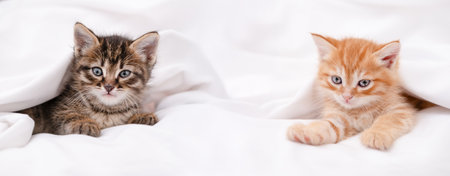 Cute brown kitten on a light background.