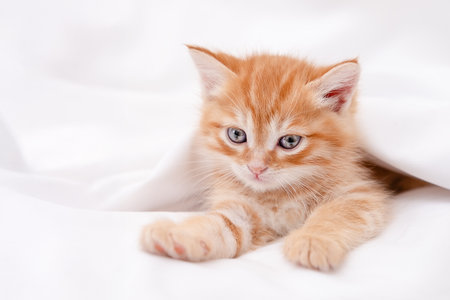 Cute red kitten on a light background.の写真素材