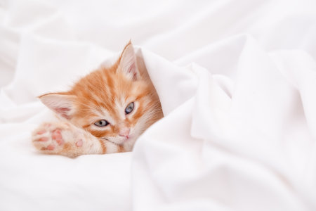 Cute red kitten on a light background.の写真素材