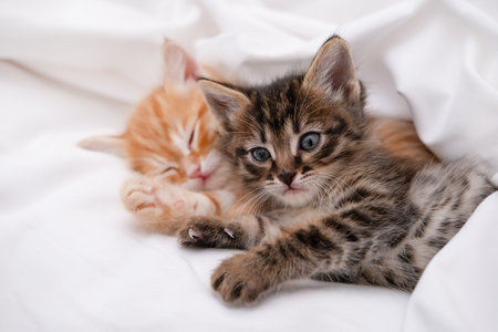 Cute brown kitten on a light background.の写真素材