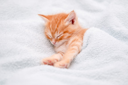 Cute red kitten on a light background.の写真素材