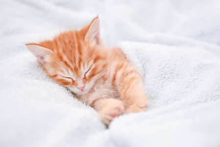 Cute red kitten on a light background.の写真素材