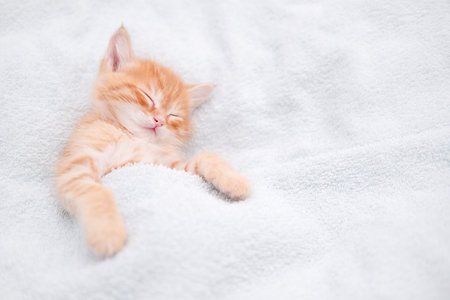 Cute red kitten on a light background.の写真素材