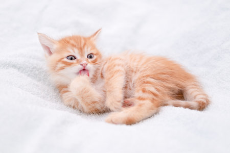 Cute red kitten on a light background.の写真素材
