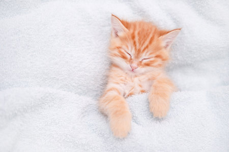 Cute red kitten on a light background.の写真素材