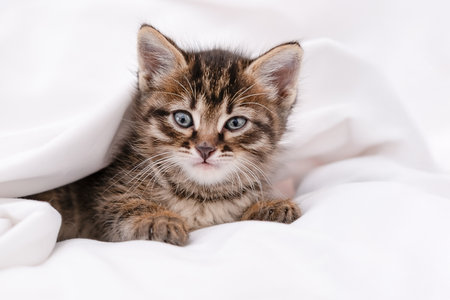 Cute brown kitten on a light background.の写真素材
