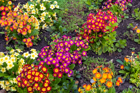 spring flowers in the front garden close-up.の写真素材