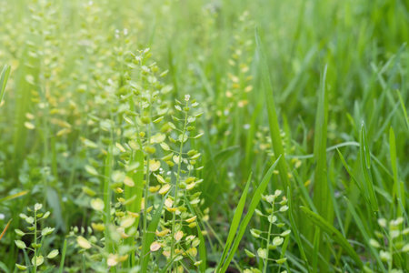 spring green grass in the field.