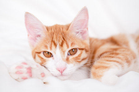 cute red and white kitten lies on a white blanketの写真素材