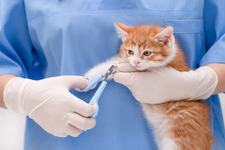 A veterinarian trims the claws of a small kittenの写真素材