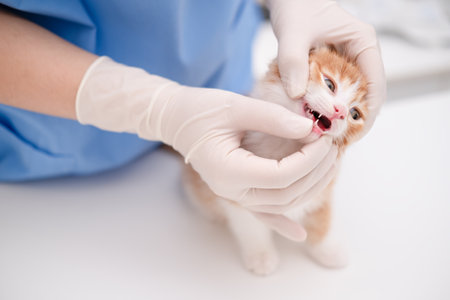 veterinarian examining the teeth of a small kittenの写真素材