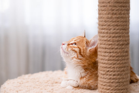 Cute red kitten on a light background.の写真素材