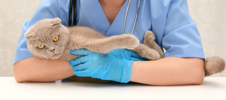 Veterinarian examining gray Scottish cat.の写真素材