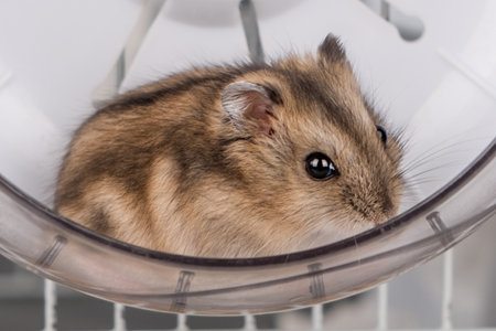 Cute brown hamster sitting in a wheel.の写真素材