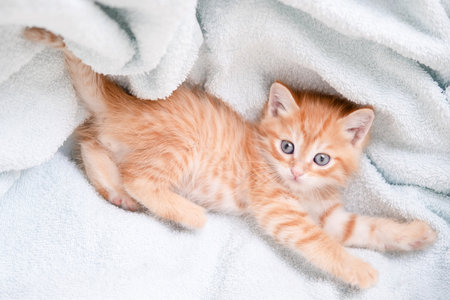 Cute red kitten on a light background.の写真素材