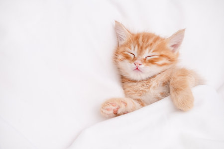 Cute red kitten on a light background.の写真素材