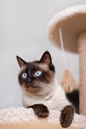 Portrait of a Siamese cat on a light backgroundの写真素材