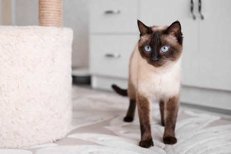 Cute red and white kitten on a light background.の写真素材