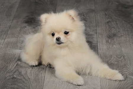 cute spitz dog close up.の写真素材