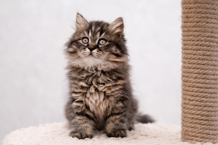 cute cat on a light background.の写真素材