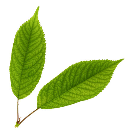leaves isolated on white background.